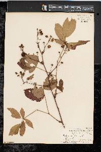 Rubus canadensis image