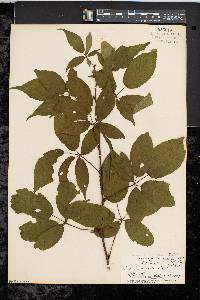 Rubus canadensis image