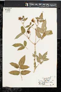 Rubus illecebrosus image