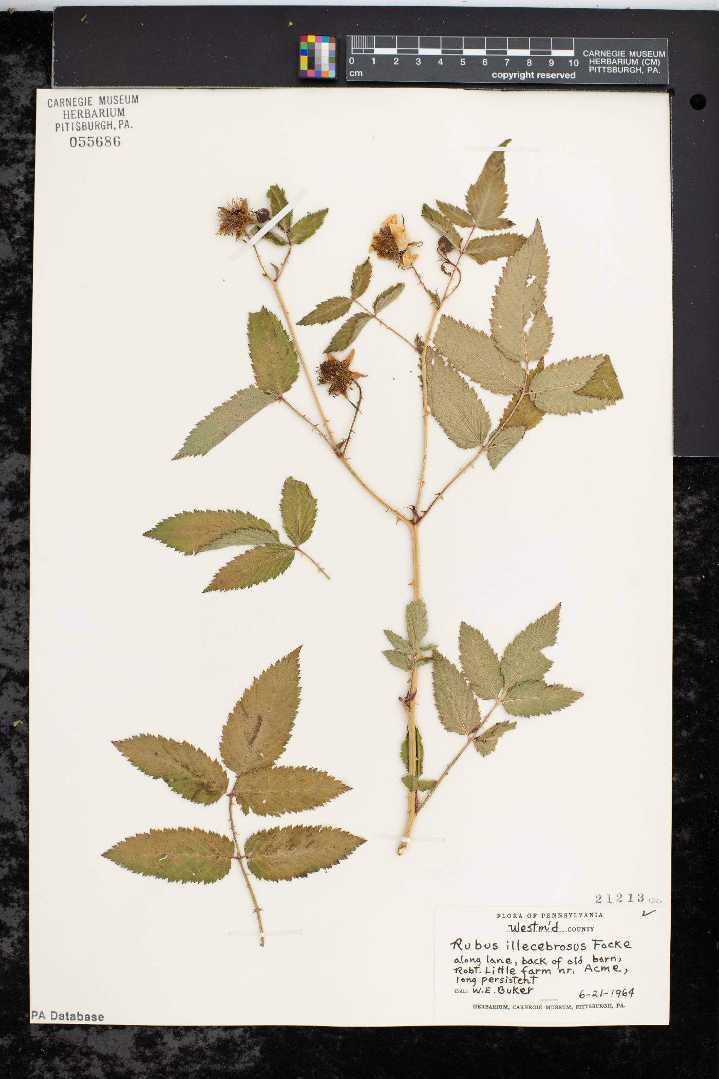Rubus illecebrosus image