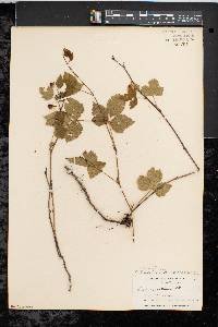 Rubus enslenii image