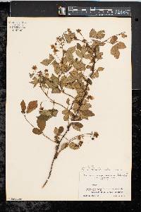 Rubus noveboracus image