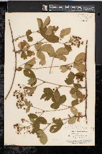 Rubus porteri image