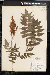 Sorbaria sorbifolia image