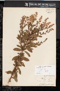 Spiraea latifolia image