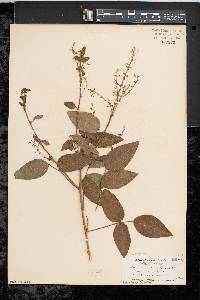 Desmodium glabellum image