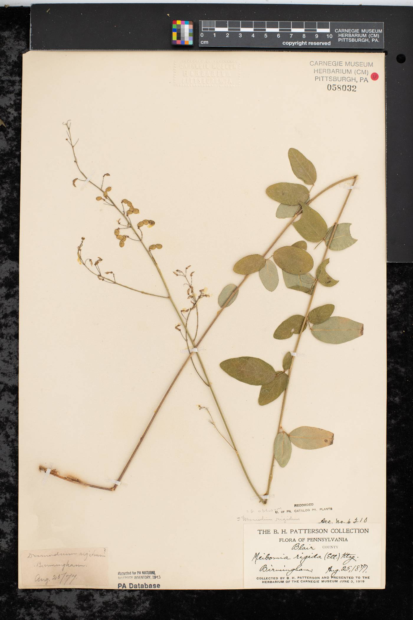 Desmodium obtusum image