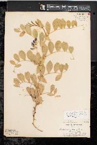 Lathyrus japonicus image