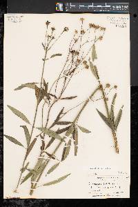 Coreopsis tripteris image