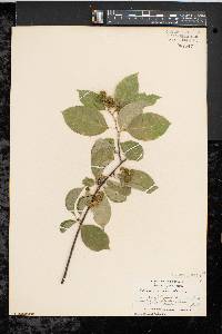 Celastrus scandens image