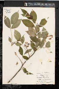 Staphylea trifolia image