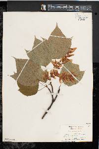 Acer pensylvanicum image