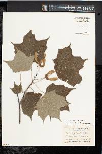 Acer saccharum var. schneckii image