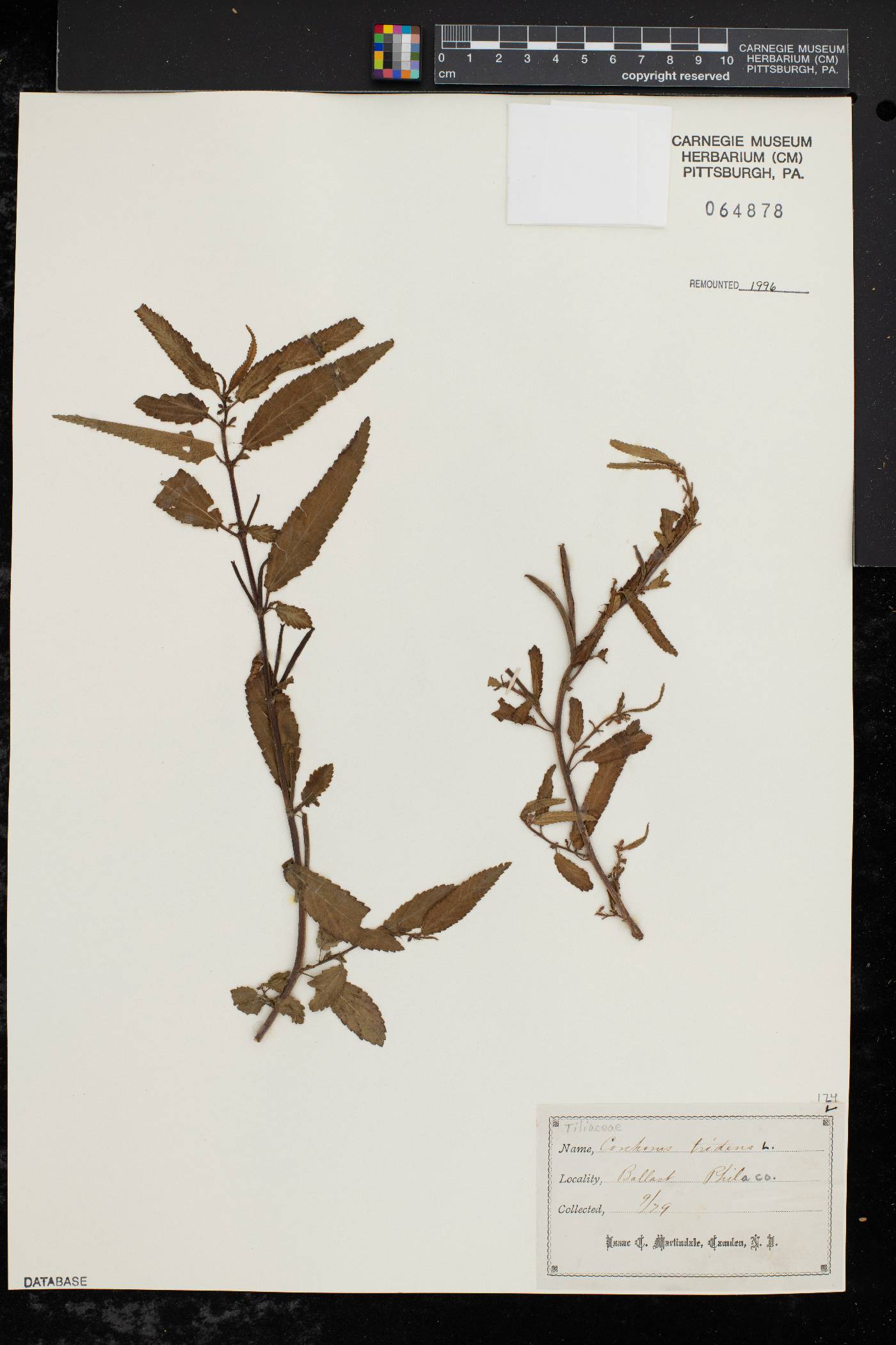 Corchorus tridens image