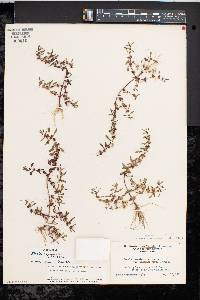 Rotala ramosior image