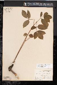 Aralia nudicaulis image