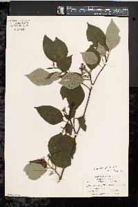 Cornus alternifolia image