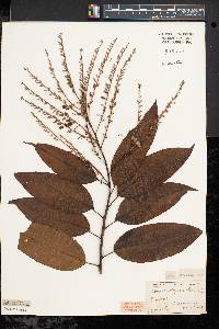 Oxydendrum arboreum image