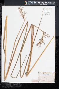 Juncus militaris image