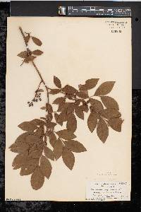 Vaccinium corymbosum var. glabrum image