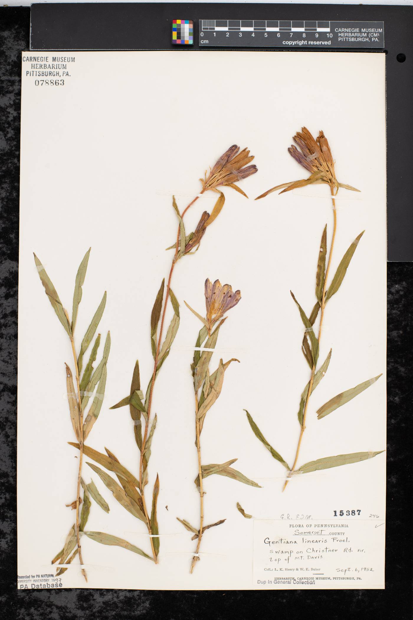 Gentiana linearis image