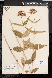 Asclepias rubra image