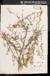 Symphyotrichum pilosum var. pilosum image