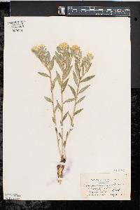 Lithospermum canescens image