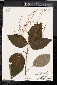 Collinsonia canadensis image