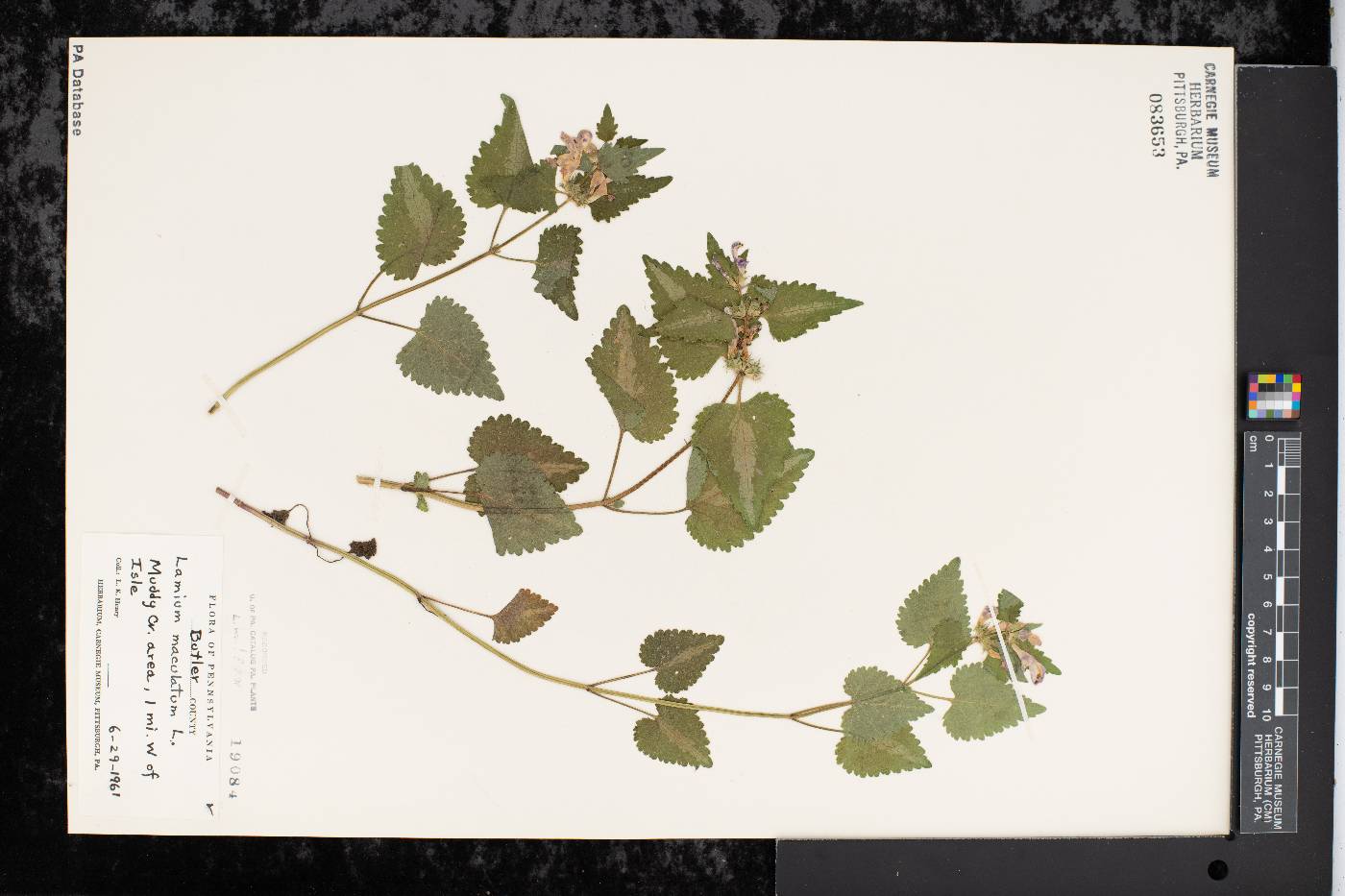 Lamium maculatum image