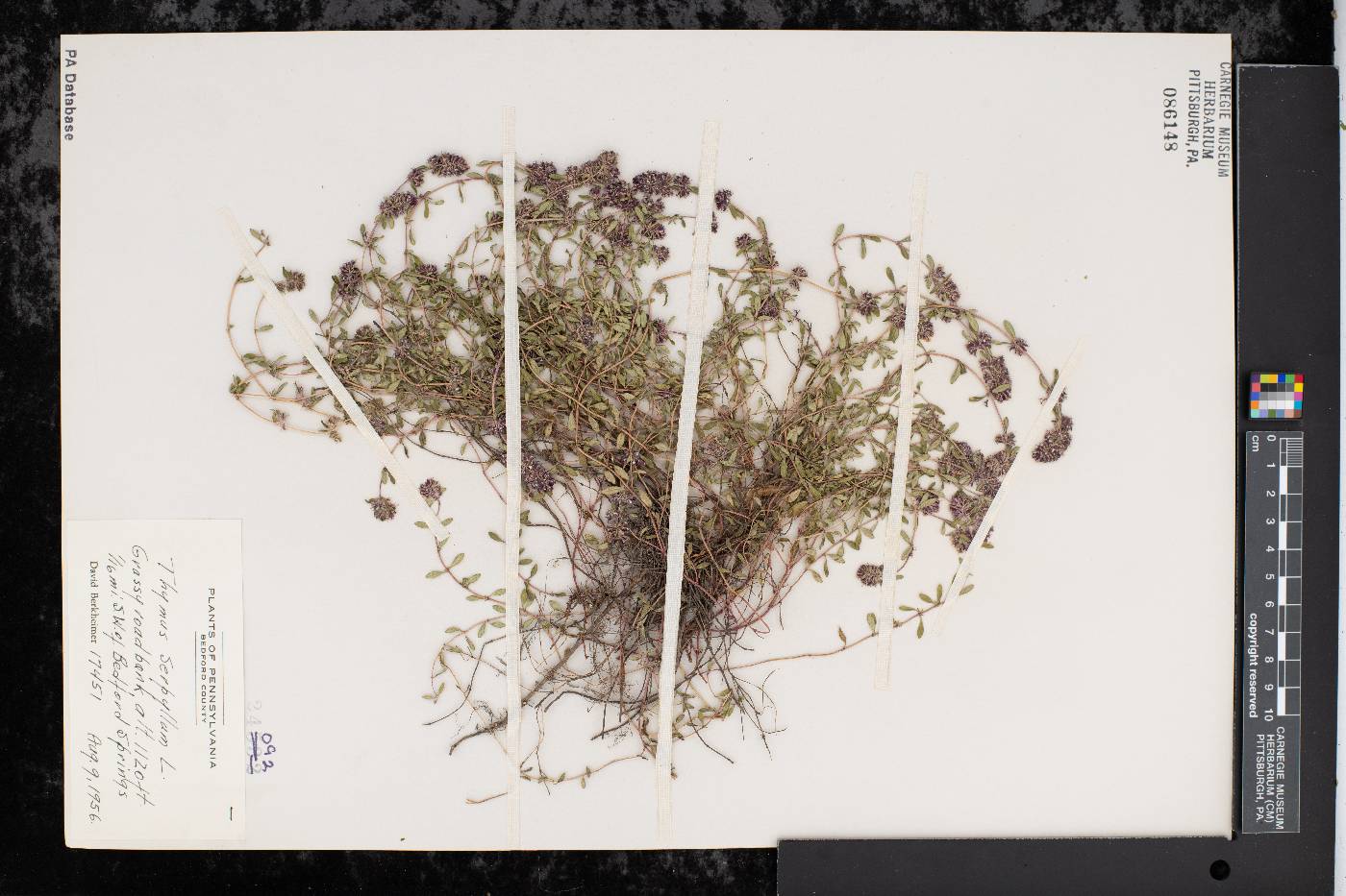 Thymus praecox image