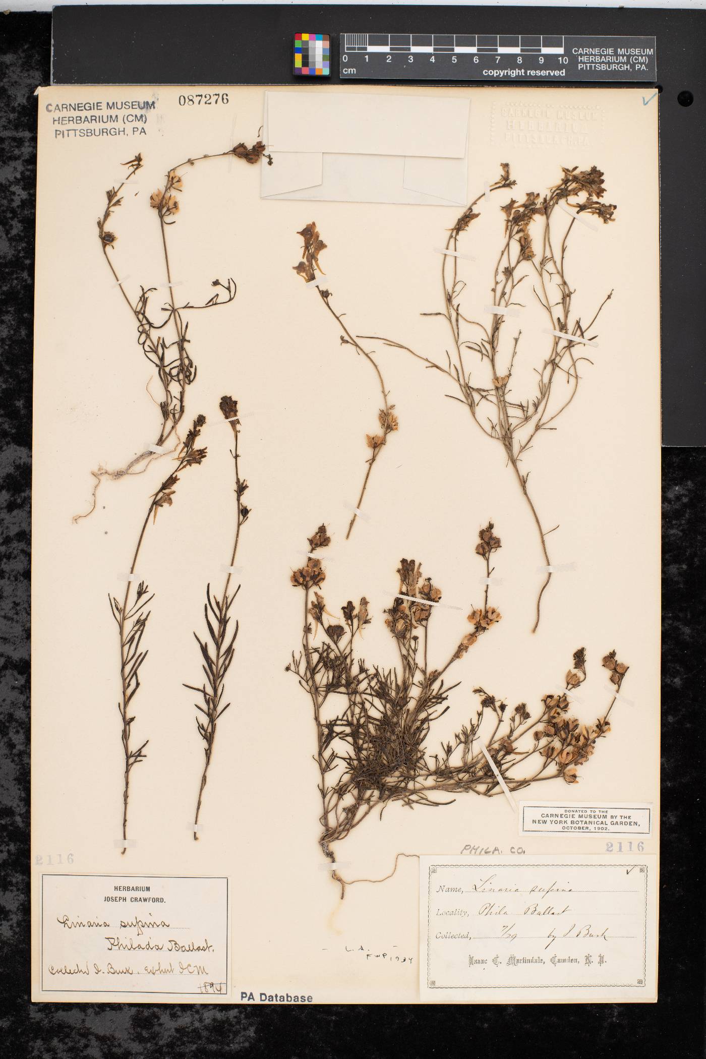 Linaria supina image