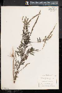 Ambrosia artemisiifolia var. elatior image