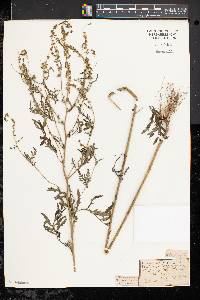 Ambrosia artemisiifolia var. elatior image