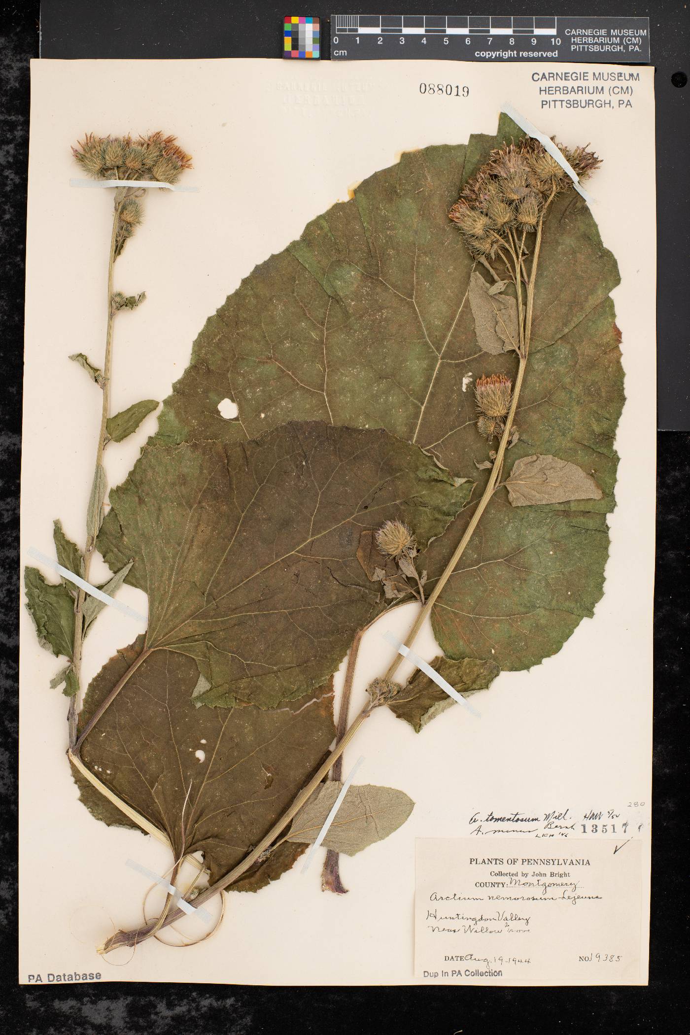 Arctium tomentosum image