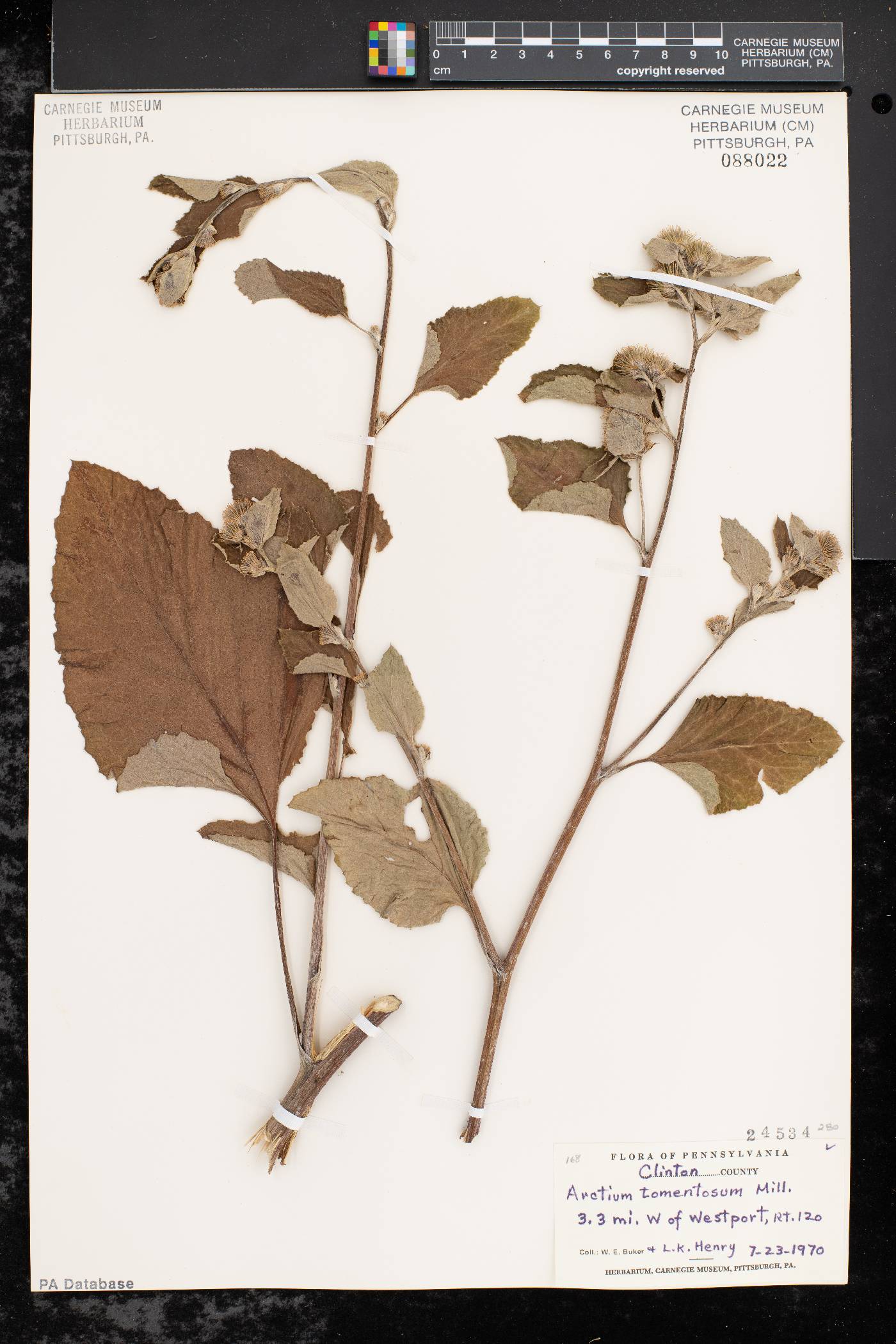 Arctium tomentosum image