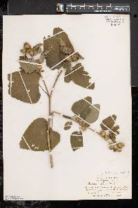 Arctium minus image