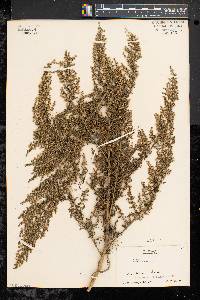 Artemisia annua image