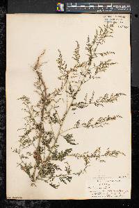 Artemisia annua image