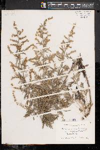 Artemisia absinthium image