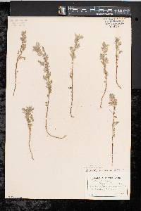 Artemisia pontica image