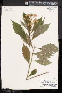 Aster acuminatus image