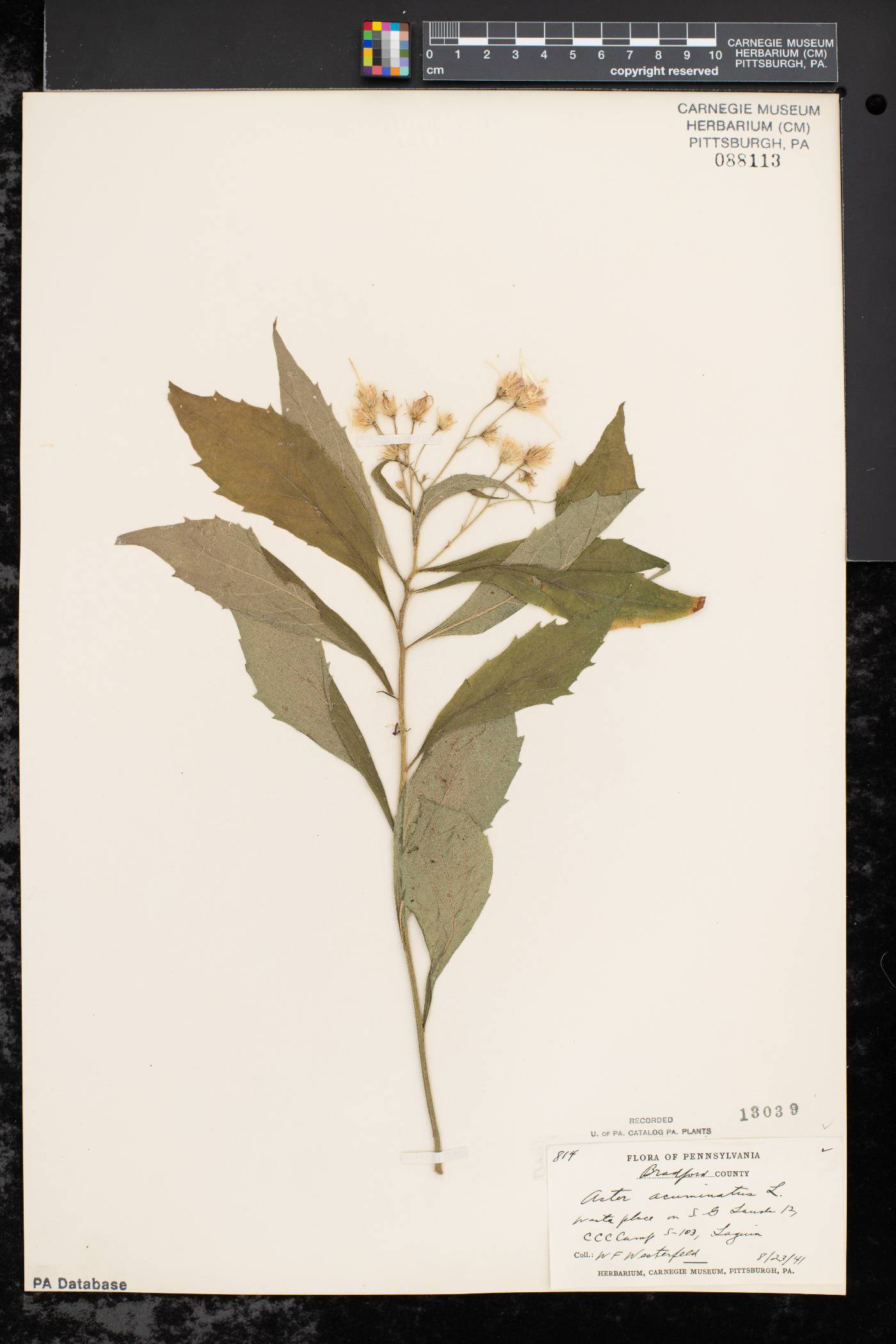 Aster acuminatus image