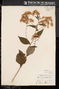 Aster acuminatus image