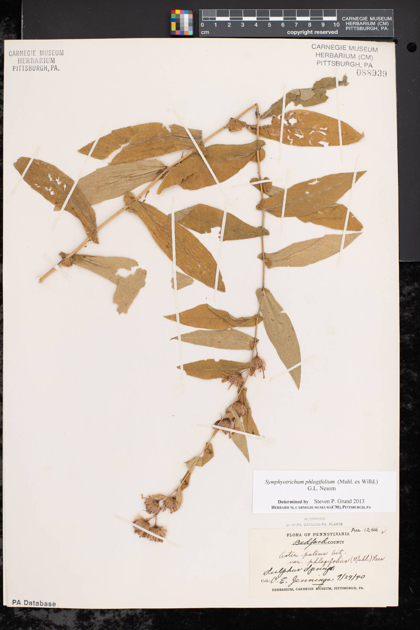 Symphyotrichum phlogifolium image