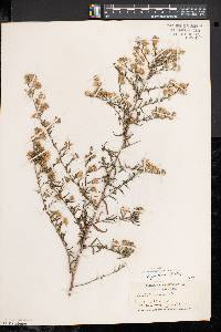Symphyotrichum pilosum var. pilosum image