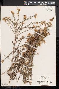 Symphyotrichum pilosum var. pilosum image