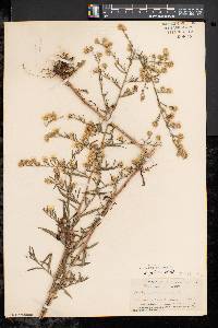 Symphyotrichum pilosum var. pilosum image