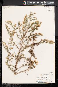 Symphyotrichum pilosum var. pilosum image
