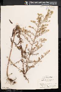 Symphyotrichum pilosum var. pilosum image